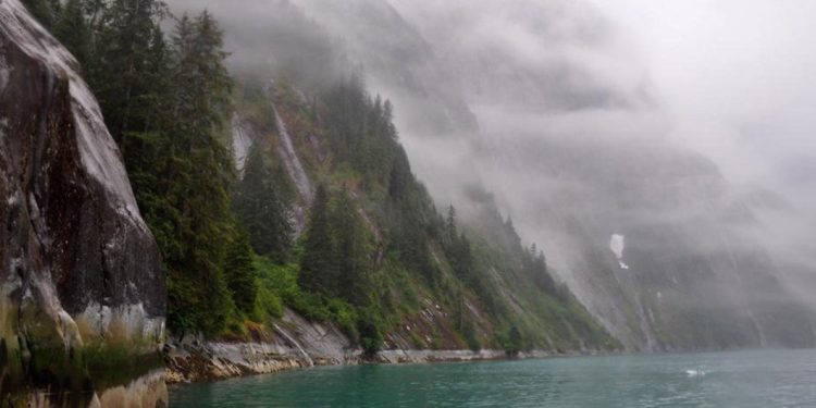 Grandes desconocidos los bosques boreales a pesar de ser el segundo pulmón terrestre del planeta