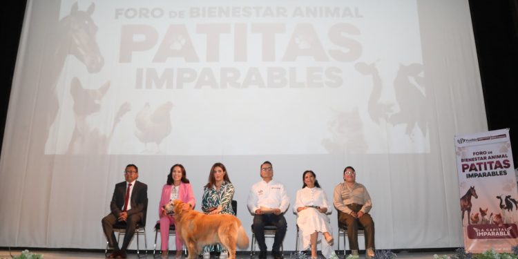 Por el bienestar animal el Ayuntamiento realizó el foro participativo «Patitas Imparables»