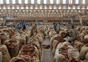 Los gobiernos deben dejar de subvencionar los cultivos de tabaco