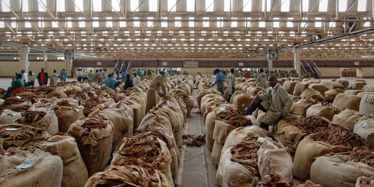 Los gobiernos deben dejar de subvencionar los cultivos de tabaco