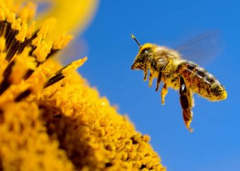 Abejas, las principales polinizadoras de nuestro planeta, hoy es el Día Mundial de las Abejas