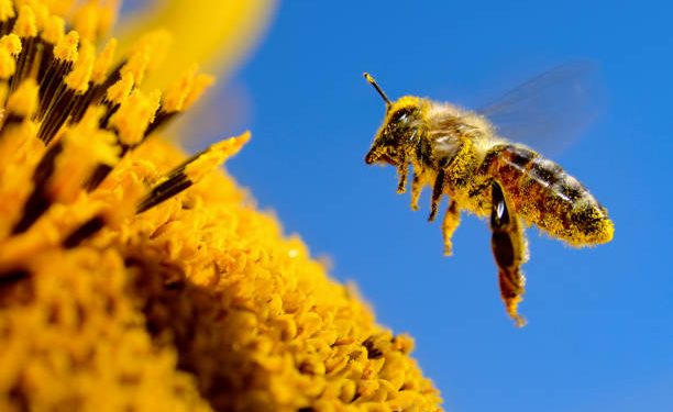 Abejas, las principales polinizadoras de nuestro planeta, hoy es el Día Mundial de las Abejas