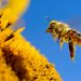 Abejas, las principales polinizadoras de nuestro planeta, hoy es el Día Mundial de las Abejas