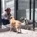Mascotas y animales de la calle encuentran atención en el Centro de Bienestar Animal de Atlacomulco