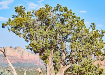 Celebremos el Día Internacional de los Arganes