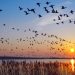Este 10 de mayo celebramos el Día Mundial de las Aves Migratorias