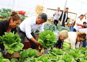 Secretaría de Bienestar municipal dona lechugas cultivadas en huerto urbano rehabilitado