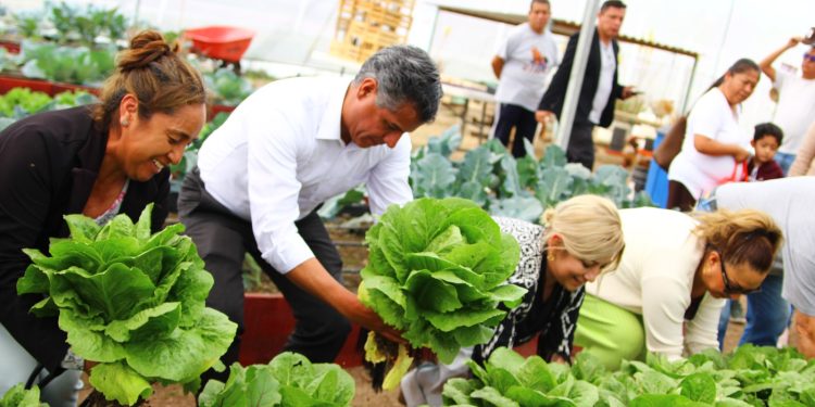 Secretaría de Bienestar municipal dona lechugas cultivadas en huerto urbano rehabilitado
