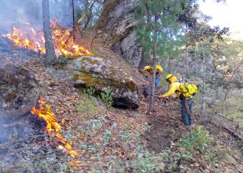 Gobierno estatal combate con eficacia 301 incendios forestales y reduce superficie afectada