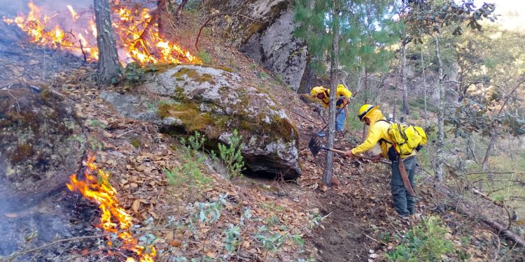 Gobierno estatal combate con eficacia 301 incendios forestales y reduce superficie afectada