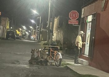 En San Pedro Cholula 7 caninos a resguardo por presunto maltrato