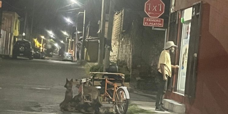En San Pedro Cholula 7 caninos a resguardo por presunto maltrato