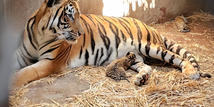 119 ejemplares del zoológico de Culiacán fueron asegurados por Profepa