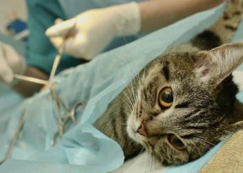 Realiza Bienestar Animal Municipal con éxito jornadas de servicios gratuitos