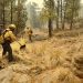 Gobiernos federal, estatal y municipal atienden incendio en Madera, Chihuahua
