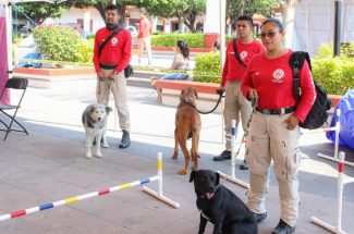 Atendió EdoMex a 500 lomitos y michis en Tonatico a través de la Caravana por el Bienestar Animal