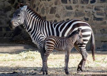 130 nuevas especies en el Parque Ecológico de Zacango, EdoMex