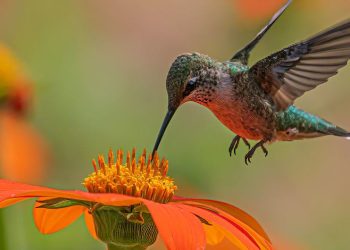 La pérdida de biodiversidad exige medidas urgentes a escala mundial