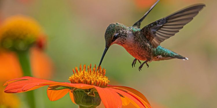 La pérdida de biodiversidad exige medidas urgentes a escala mundial