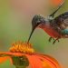 La pérdida de biodiversidad exige medidas urgentes a escala mundial