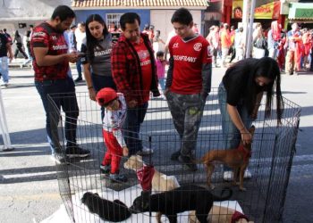 77 perritos rescatados se dieron en adopción ayer durante la final Toluca-América