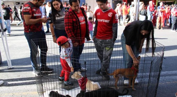 77 perritos rescatados se dieron en adopción ayer durante la final Toluca-América
