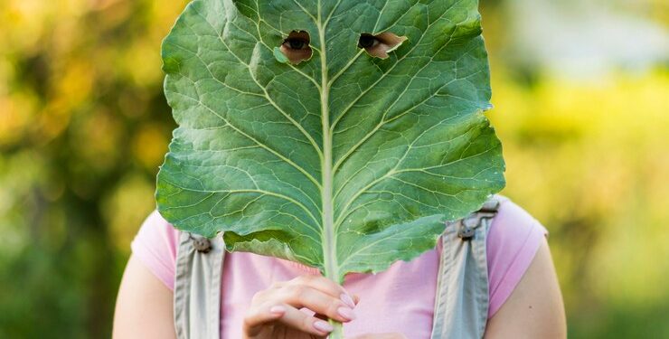Mayo 12, Día Internacional de la Sanidad Vegetal