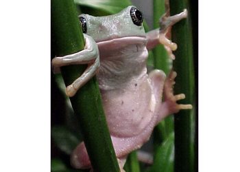 Buscan en ranas moléculas para combatir enfermedades inflamatorias