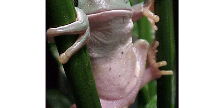 Buscan en ranas moléculas para combatir enfermedades inflamatorias