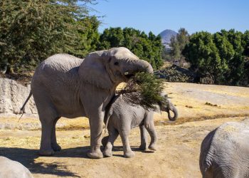 “Verde Navidad” alcanzó su meta: 5 mil árboles reciclados gracias a la ciudadanía