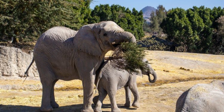 “Verde Navidad” alcanzó su meta: 5 mil árboles reciclados gracias a la ciudadanía
