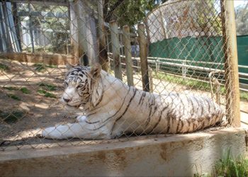 200 mil personas visitan el Ecológico Zacango, es de los lugares preferidos para la convivencia familiar