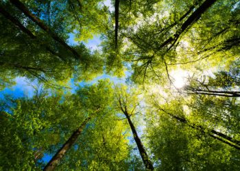 Día Mundial del Árbol