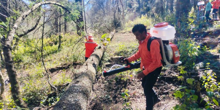 Conafor asigna más de 10.4 MDP para atender plaga de descortezadores en El Chico, Hidalgo