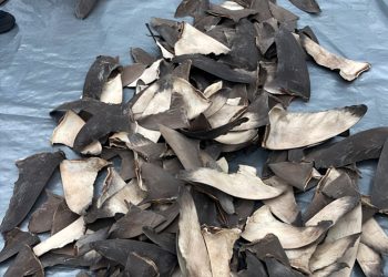 Profepa asegura 2,433 kilos de aletas de tiburón que pretendían llevar a Shanghai