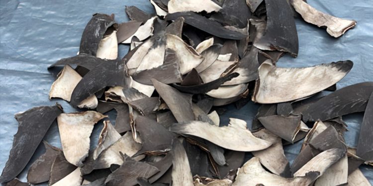 Profepa asegura 2,433 kilos de aletas de tiburón que pretendían llevar a Shanghai