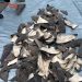 Profepa asegura 2,433 kilos de aletas de tiburón que pretendían llevar a Shanghai