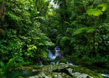 Día Internacional de los Bosques Tropicales