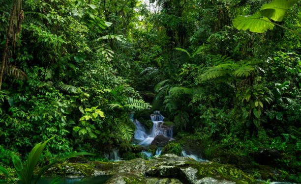 Día Internacional de los Bosques Tropicales