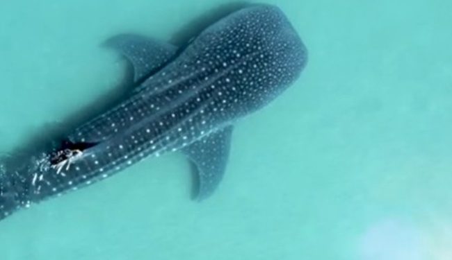 Documental “Cuidando La Paz del tiburón ballena” para preservar al pez más grande del mundo