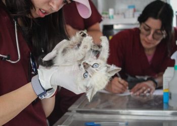 Atiende Cepanaf a 200 lomitos y michis dan consulta gratuita, desparasitación y resguardo