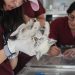 Atiende Cepanaf a 200 lomitos y michis dan consulta gratuita, desparasitación y resguardo