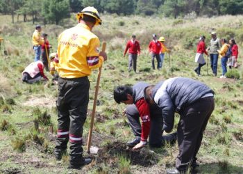 Reforestación en EdoMex, autoridades plantarán más de 450 mil árboles en 24 municipios con zonas boscosas
