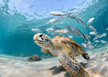 Día Mundial de las Tortugas Marinas