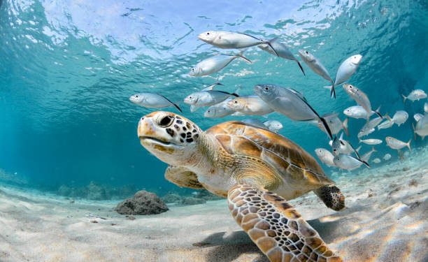 Día Mundial de las Tortugas Marinas