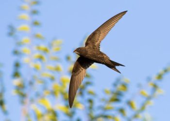 Día Mundial del Vencejo