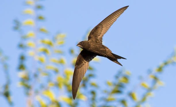 Día Mundial del Vencejo