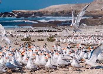 Sobrevivencia de aves marinas en riesgo por contaminación y depredadores