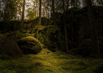 México y Canadá promueven el diálogo entre representantes indígenas sobre el manejo cultural del fuego