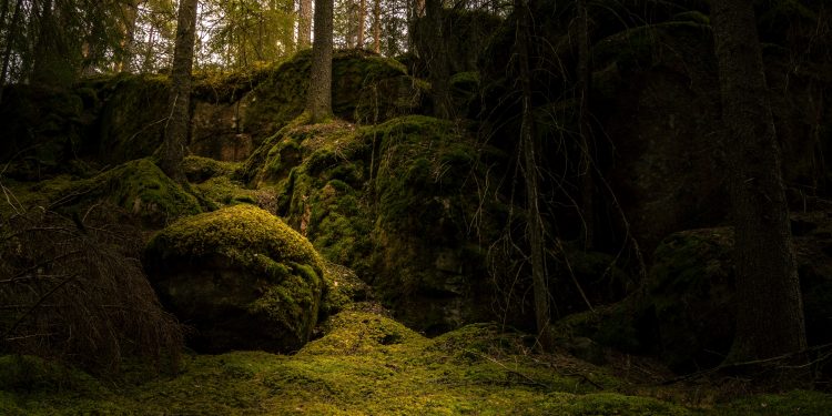 México y Canadá promueven el diálogo entre representantes indígenas sobre el manejo cultural del fuego